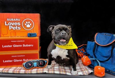 Lester Glenn Subaru Celebrates Subaru Loves Pets Month with Rescue Ridge