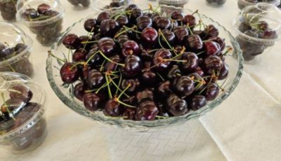 Planting Seeds of Community: Thank You, Tonkin of the Gorge Subaru!