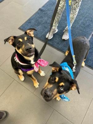 A Crivelli and Subaru Loves Pets!