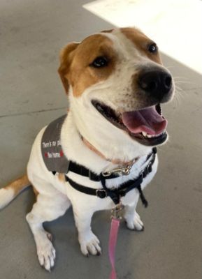 Subaru Loves Pets - WBT