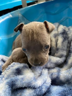 Underdog Puppies Thrive Thanks to the Subaru Love Promise! 