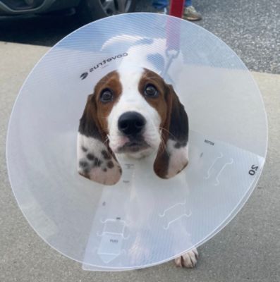 An Underdog Adoption at Stanley Subaru