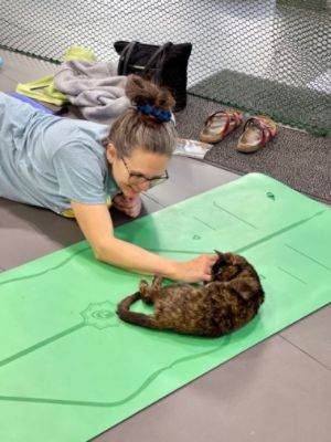 Cat Yoga event to Benefit the Allegany County Animal Shelter