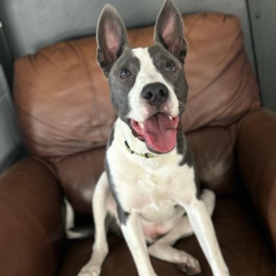 An “Underdog” Adoption Story