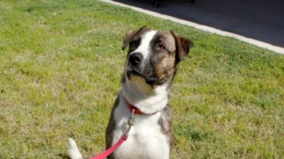 Tucson Subaru Continues Monthly Support for Adoptable Pets with KVOA’s Pet of the Week