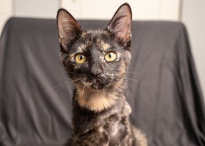 West Houston Subaru Sponsors all Special Need Pet Adoptions!