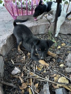 Flower Subaru Loves Pets – Part of the Subaru Love Promise