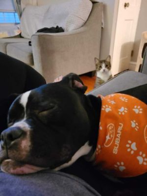 The Rhode Island SPCA LOVES Anchor Subaru