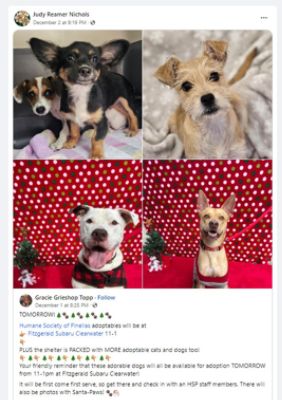 Humane Society of Pinellas County Pet Adoption