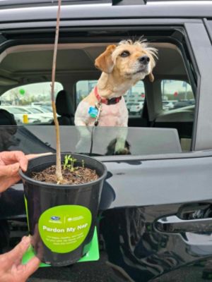 Dutch Miller Subaru Gives Away Trees for Arbor Day