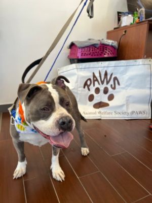 Empire Subaru x Subaru Loves Pets