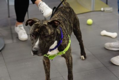 HHHS 2022 Adoption Night Story