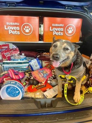 Stuff the Subaru with Donations and New Parent Pet kits