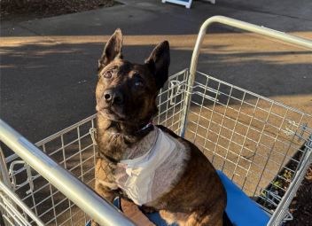 Fairfield Subaru steps up for injured Vacaville police K9 “Murph”