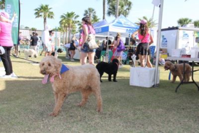 Brownie’s Mutt Strut 2025: A Community Walking Together for Animals”
