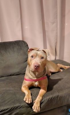 Bruno: the pit bull with the ears that survived Breed Specific Legislation (BSL)