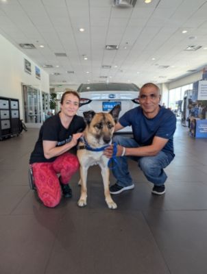 Tail Wags, Happy Tears, and the Perfect Fit: Rocky & Roman’s Subaru Adoption Day 