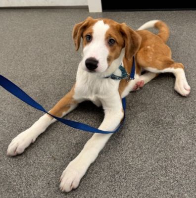 Thank you Subaru for choosing to Share the Love with Riverside Rescue!
