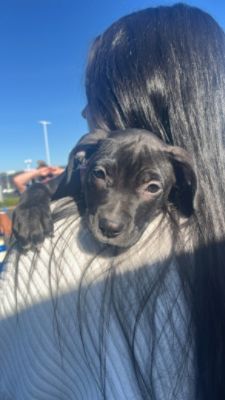Furever Homes!