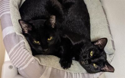 Bagheera & Scarlett, Bonded Sibling Kittens