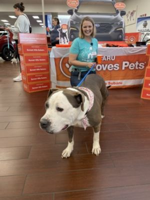 Sunset Hills Subaru and the APA Adoption Center: Making a Dog’s Day Together