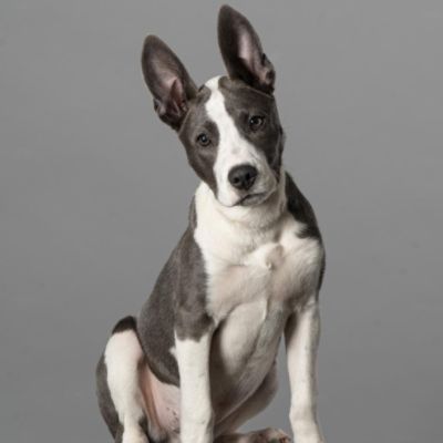 An “Underdog” Adoption Story