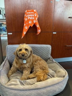 LA Services Pet Adoption with Subaru Santa Monica