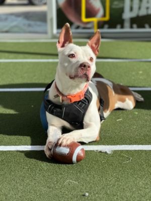 SPCA Puppy/Kitten Bowl at Subaru of Wyoming Valley