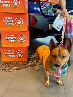 Stuff the Subaru with Donations and New Parent Pet kits