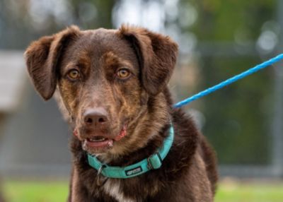 West Houston Subaru Sponsors all Special Need Pet Adoptions!