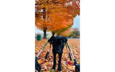 Gus the Underdog Guest of Honor