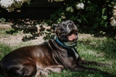 Jefferson County Dog Control & Fuccillo Subaru Loves Pets 2023