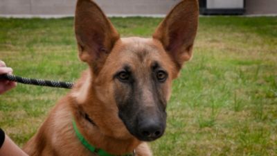 Tucson Subaru Continues Pets of the Week Partnership into 2026 to Help Shelter Dogs Find Homes