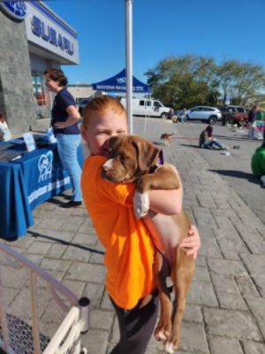 Pet Adoption
