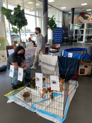 Puppy Pop-Up Adoption Fun!