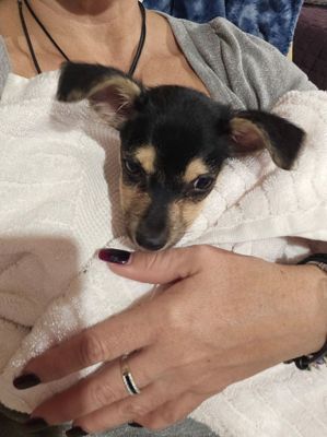 Troncalli Subaru is making an impact with shelter animals in Georgia