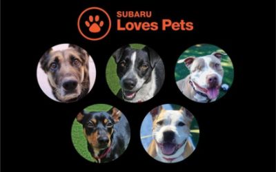 Subaru helps Jake find a Forever Family