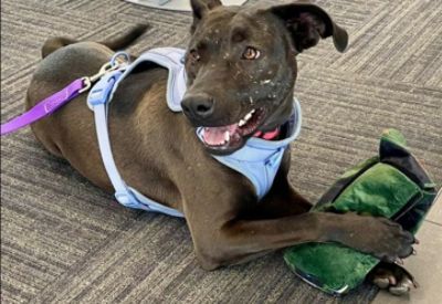 Love Unleashed in the Gorge