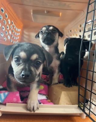 Filling Tiny Tummies and Big Hearts: Puppy Love from DCH Subaru of Riverside