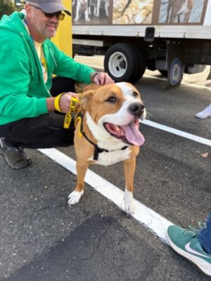 Circle Subaru Hosts Pet Adoption.