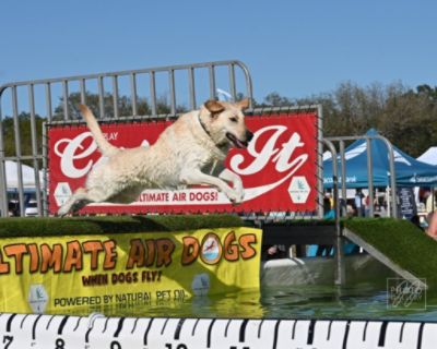 Dyer Subaru Makes a Pawsitive Difference at Bark in the Park