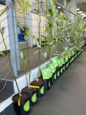Growing Greenville