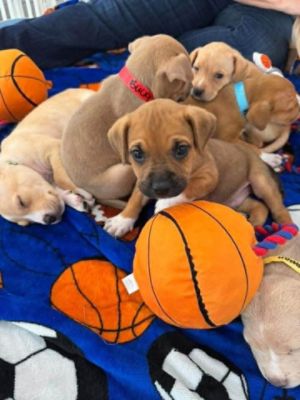 Unchained Melodies Pet Rescue Adoption