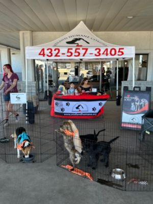 🐾 Subaru Loves Pets: A Day of Love, Laughter, and New Beginnings