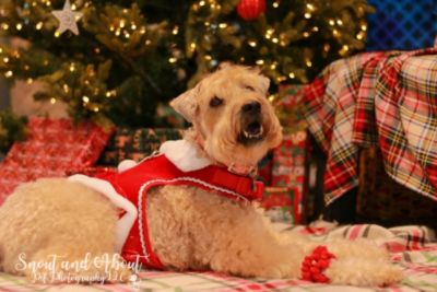 Santa Paws visits Royal Moore Subaru