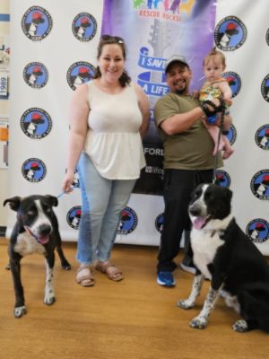 56 New Beginnings for Shelter Animals