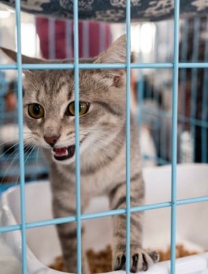 Cats, Community, and Compassion: Tips & Tails Adoption Event