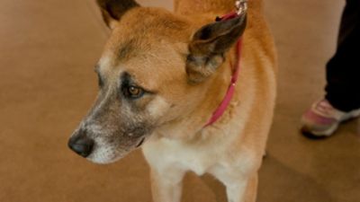 Tucson Subaru Highlights This Month’s HSSAZ Pets of the Week
