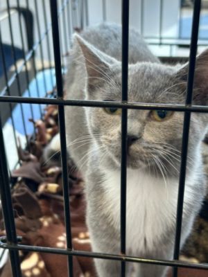 Dulles Subaru adopt a pet event