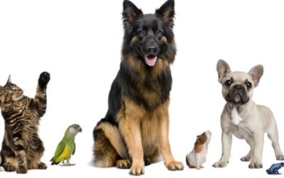 Premier Subaru Supports Animal Awareness Day